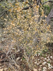 Forestiera reticulata