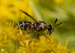 Hoplitimyia constans