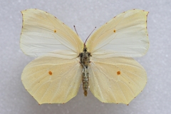 Gonepteryx cleopatra cleopatra