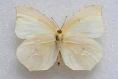 Gonepteryx cleopatra cleopatra