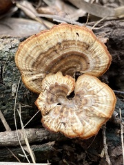 Microporellus obovatus