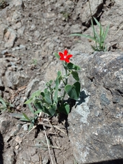 Oxypetalum coccineum
