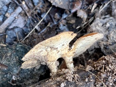 Microporellus obovatus