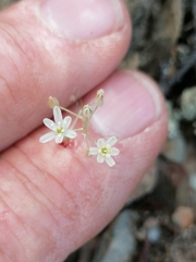 Ornithogalum juncifolium