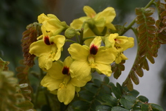 Paubrasilia echinata