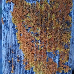 Xanthoria aureola