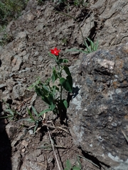 Oxypetalum coccineum