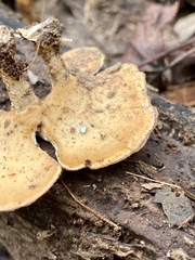 Microporellus obovatus