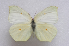 Gonepteryx cleopatra cleopatra