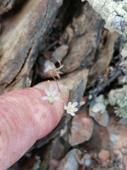 Ornithogalum juncifolium