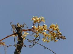 Sterculia villosa