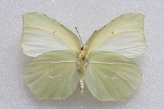 Gonepteryx cleopatra cleopatra
