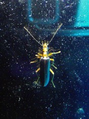 Nacerdes carniolica