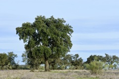 Quercus × avellaniformis