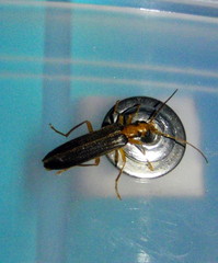Nacerdes carniolica
