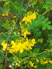 Hippocrepis emerus emeroides