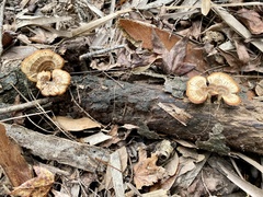 Microporellus obovatus