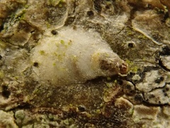 Chionaspis salicis