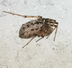 Stemonyphantes lineatus