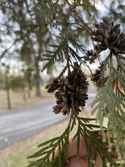 Thuja occidentalis