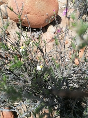 Cymbopappus adenosolen