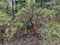 Arctostaphylos nortensis
