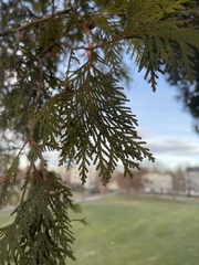Thuja occidentalis