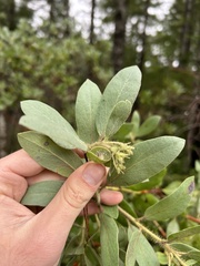 Arctostaphylos nortensis