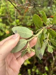 Arctostaphylos nortensis