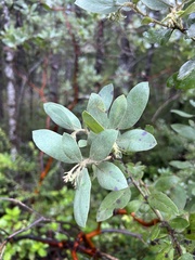 Arctostaphylos nortensis