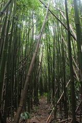 Phyllostachys nigra henonis