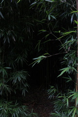 Phyllostachys nigra henonis