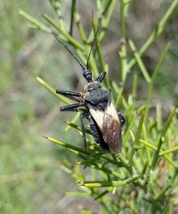 Apiomerus lanipes