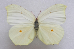 Gonepteryx cleopatra cleopatra