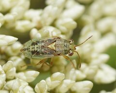 Germalus victoriae