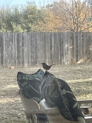 Thryothorus ludovicianus