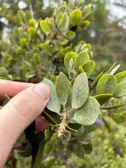 Arctostaphylos nortensis