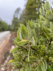 Arctostaphylos nortensis