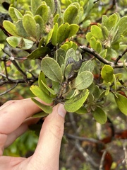 Arctostaphylos nortensis