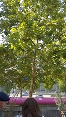 Platanus