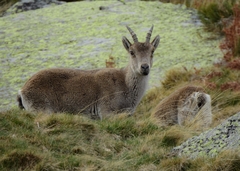 Capra pyrenaica victoriae
