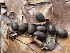 Odocoileus virginianus