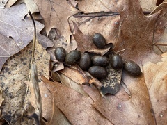 Odocoileus virginianus