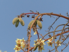 Sterculia villosa