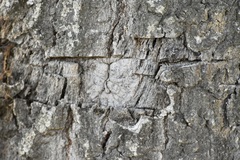 Quercus × avellaniformis