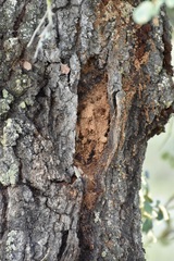 Quercus × avellaniformis