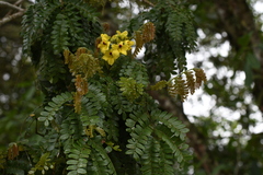 Paubrasilia echinata