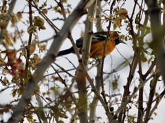 Icterus cucullatus