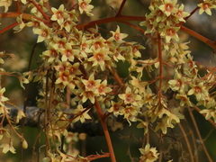 Sterculia villosa
