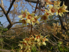 Sterculia villosa